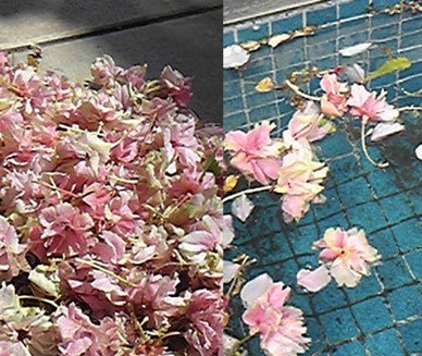 sakura